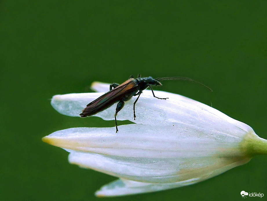 Óvatos lépések...:)