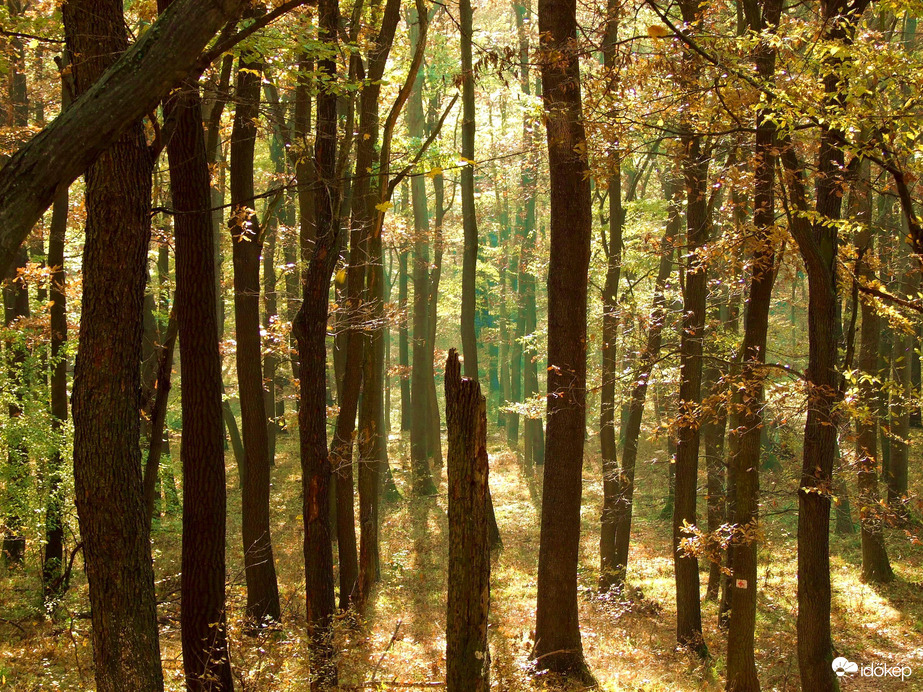 Az erdő mélyén ősszel 