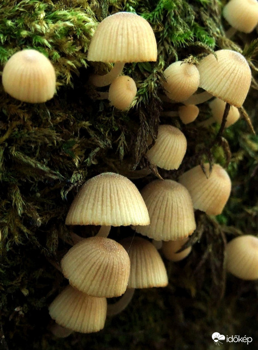 Mini-gombatelep - közelről :)