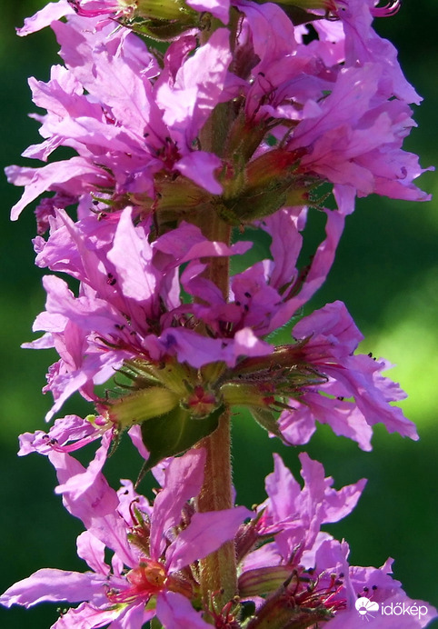 Közelről - réti füzény 