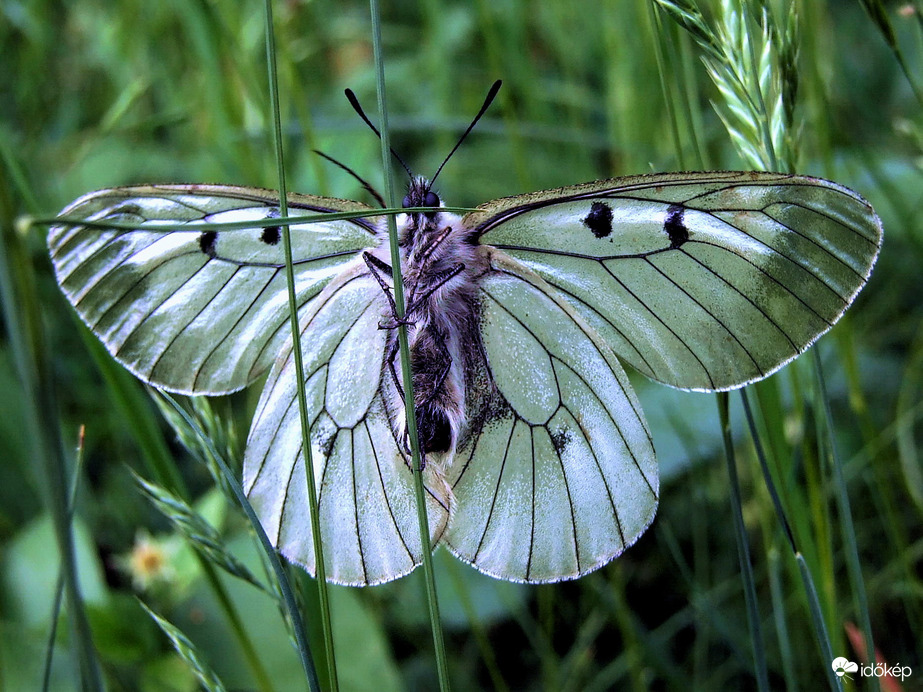 Kötélmászás lepke módra :)