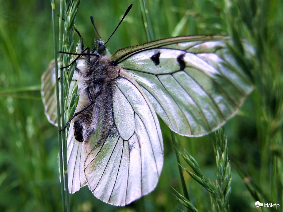 Kötélmászás lepke módra 2. :)