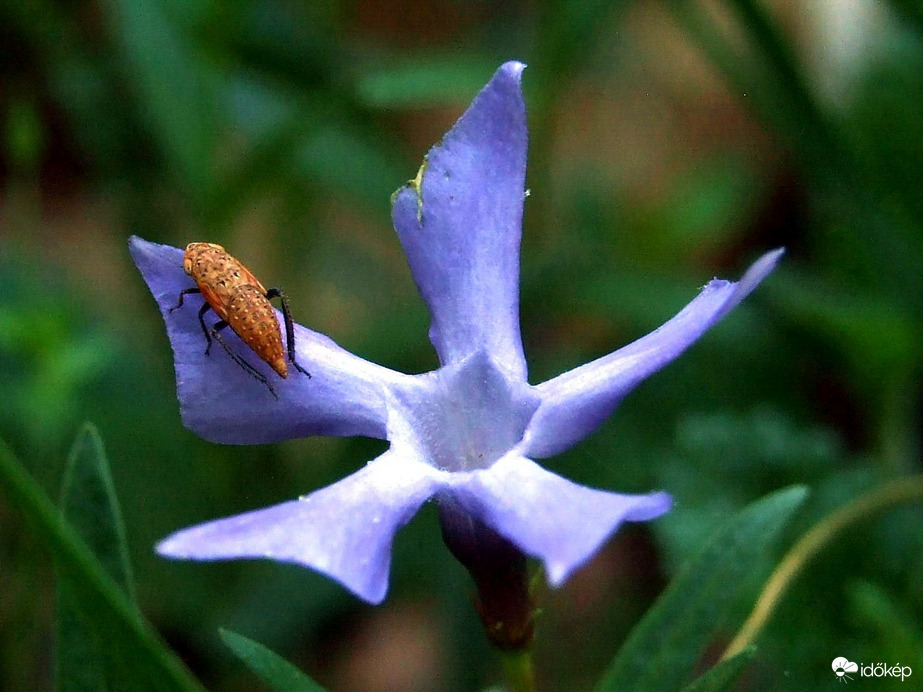 Pusztai meténg - látogatóval :)