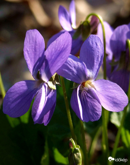 Az út második fele