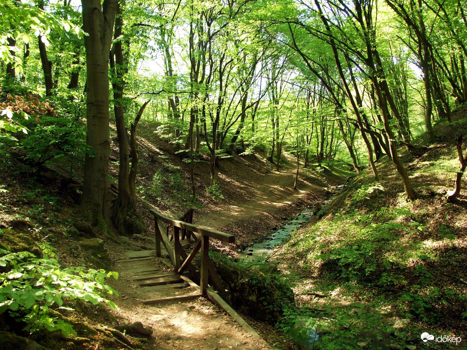 Vadregényes tájakon 