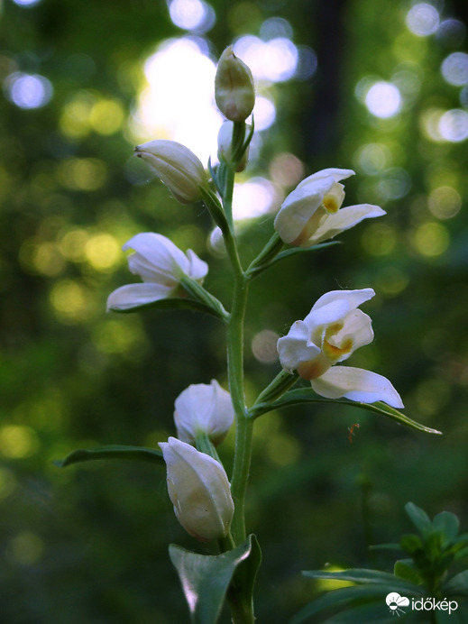 Erdő mélyén, rejtőzködve 