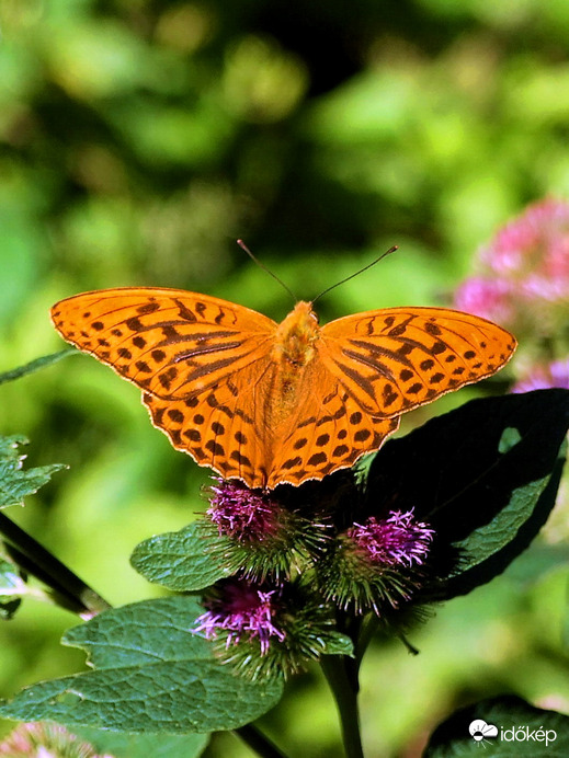 A bogáncs a kedvence :) 