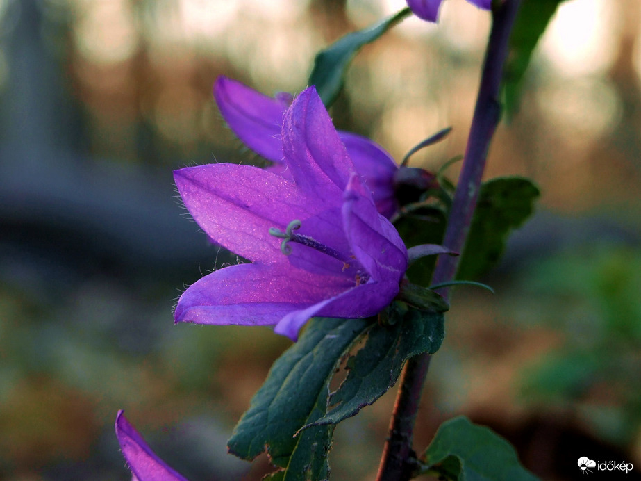 Még mindig virágzik 