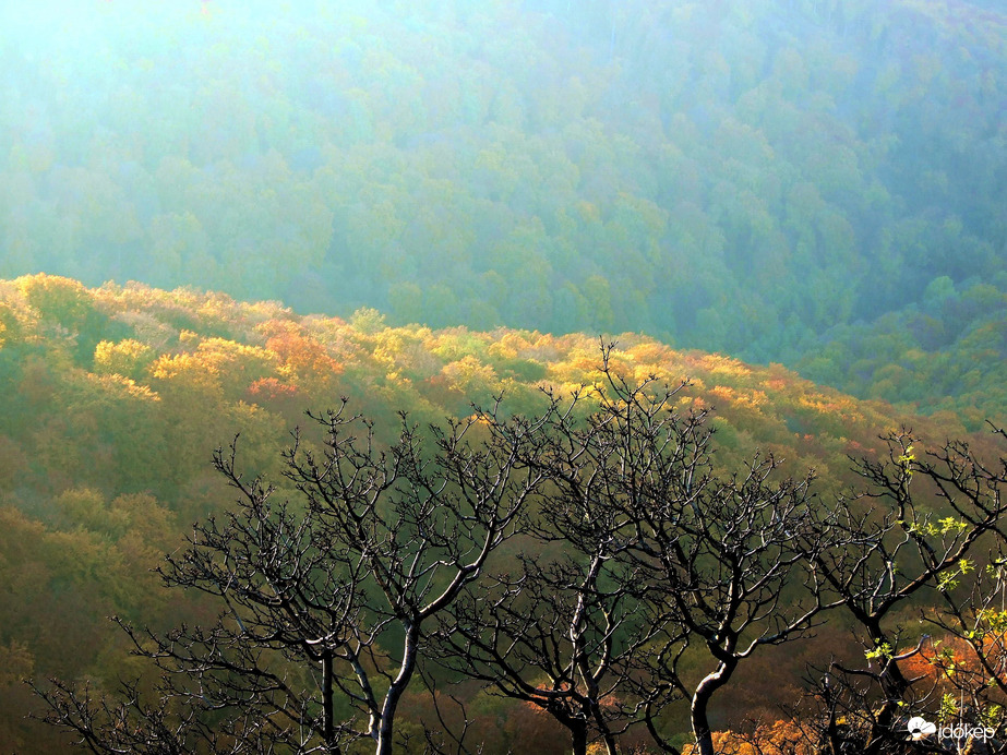 Őszi fények párás időben 