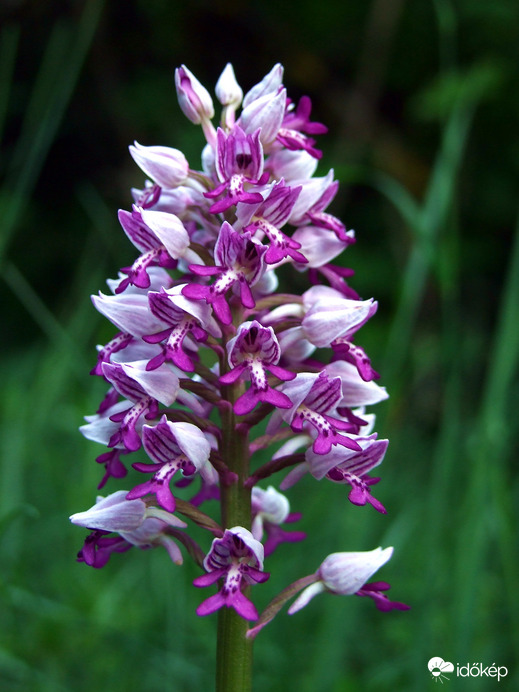 Újpest drukkerek kedvenc virága :) 