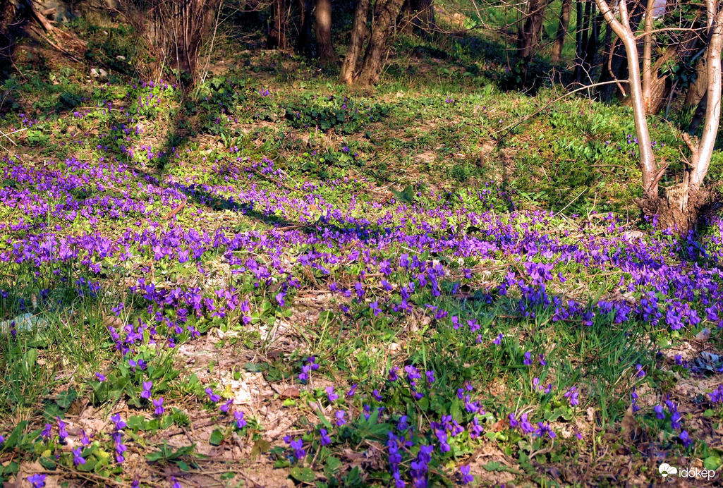 Ibolyán innen, ibolyán túl :)