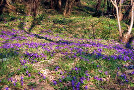 Ibolyán innen, ibolyán túl :)