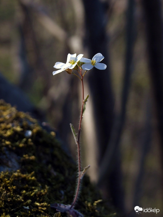 Erdő mélyén kis virág