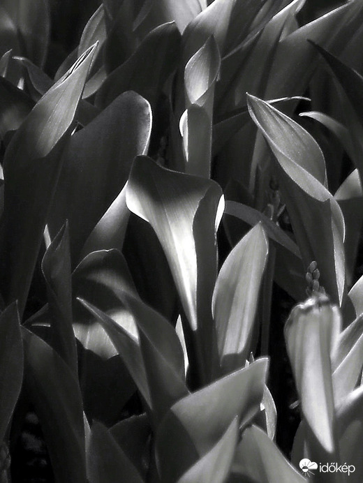 Csak a fény - gyöngyvirág levelek