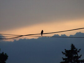 Várom az esőt 