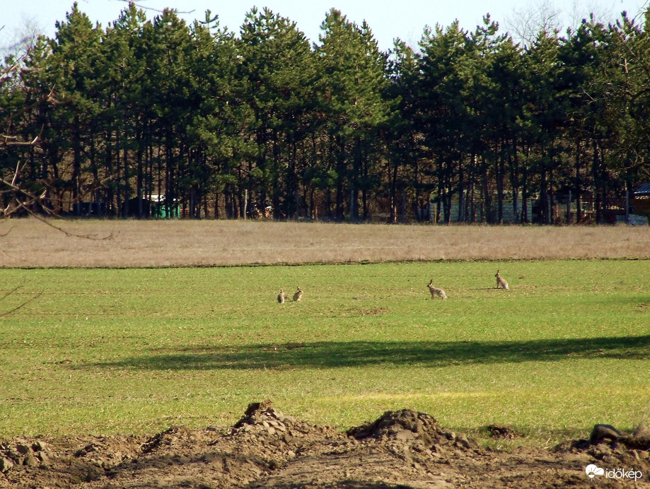 Összeült a nyúltanács :)
