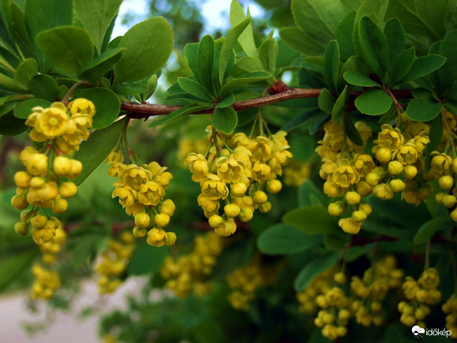 Virágzik a borbolya 