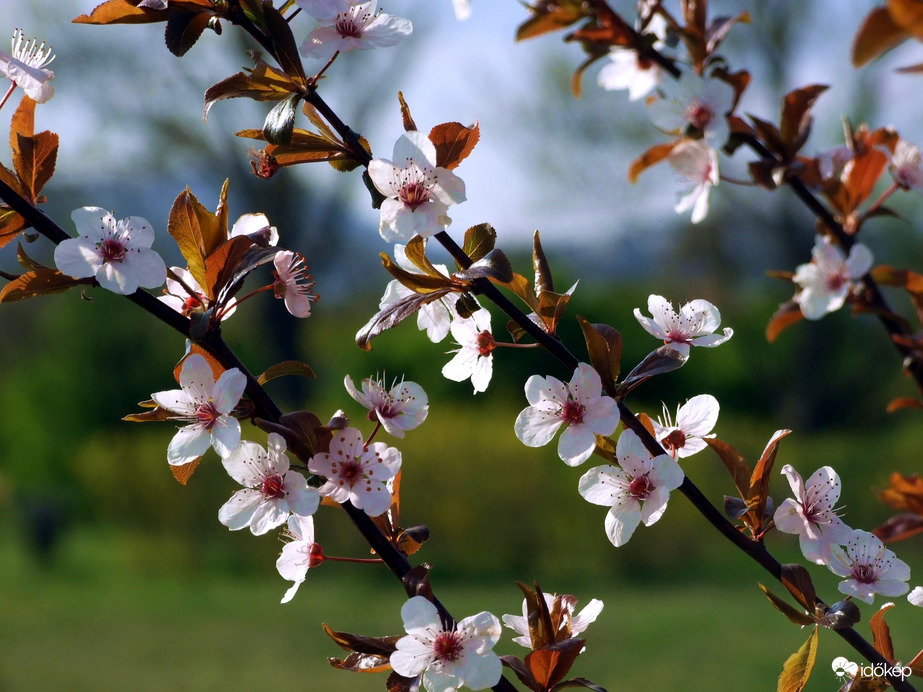 Virágzó ágak 