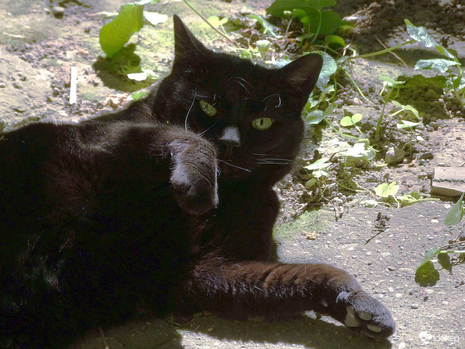 Csókold meg a kacsómat! :)