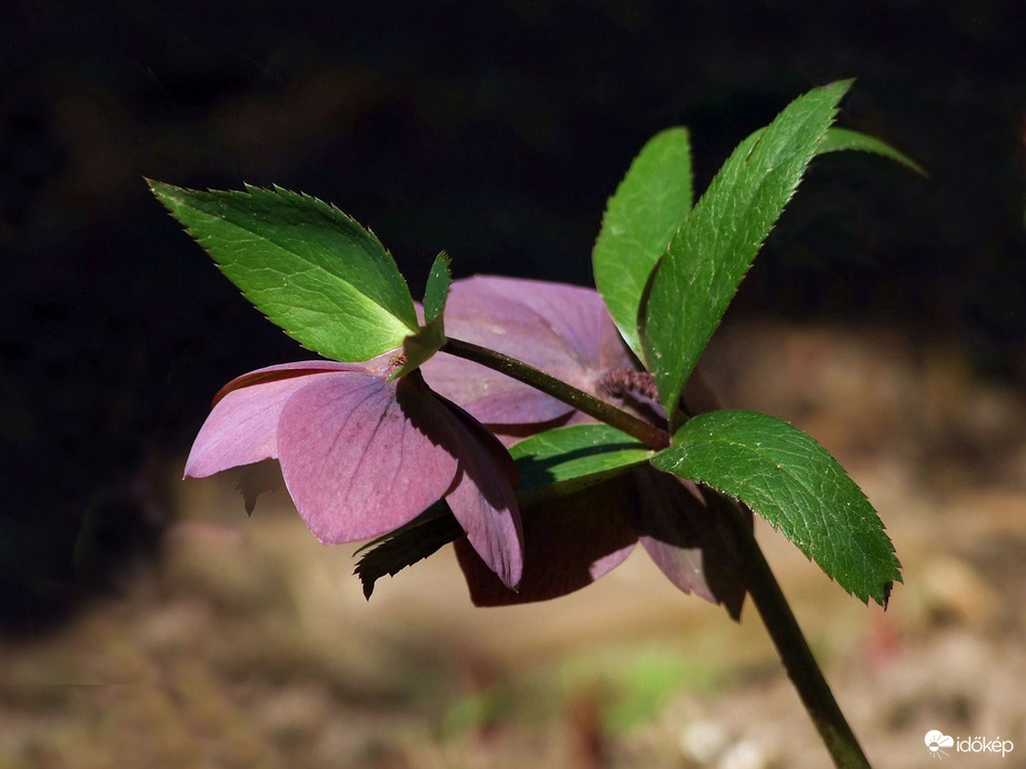 Felülnézet - Piroisló hunyor 