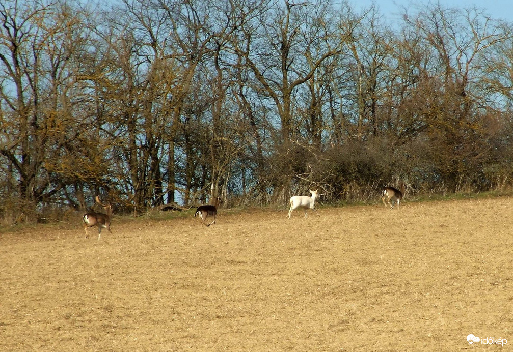 Van egy kakukktojás is! :) 