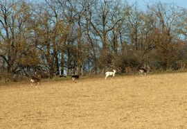 Van egy kakukktojás is! :) 