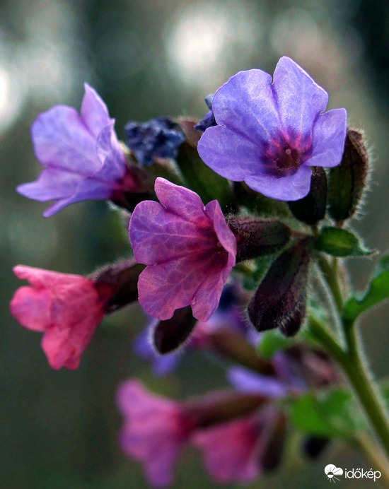 Erdő alján megbújva :)