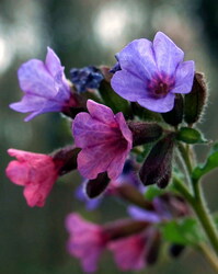 Erdő alján megbújva :)