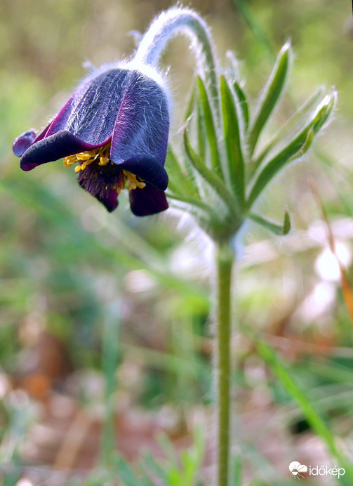 Nem vagyok bólogató jános! :)