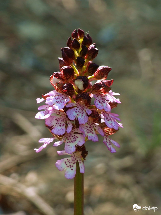 Változatok bíboros kosborra 