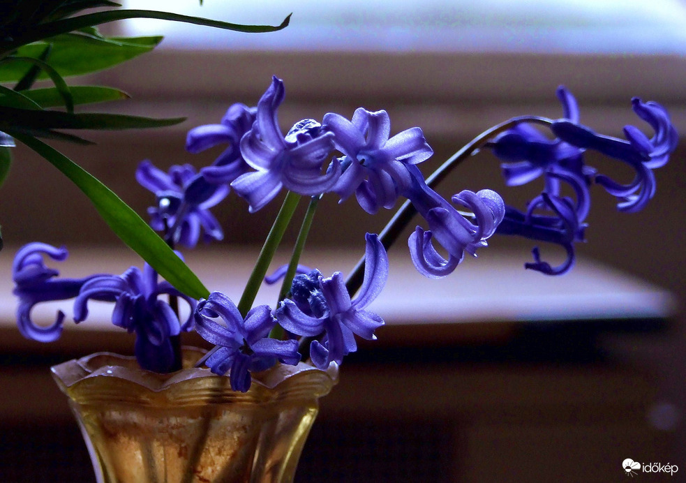 Jácintok színesben 