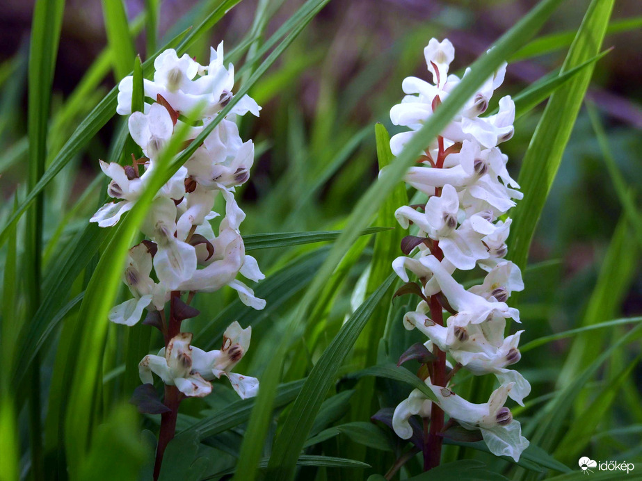 Kócos füvek között 