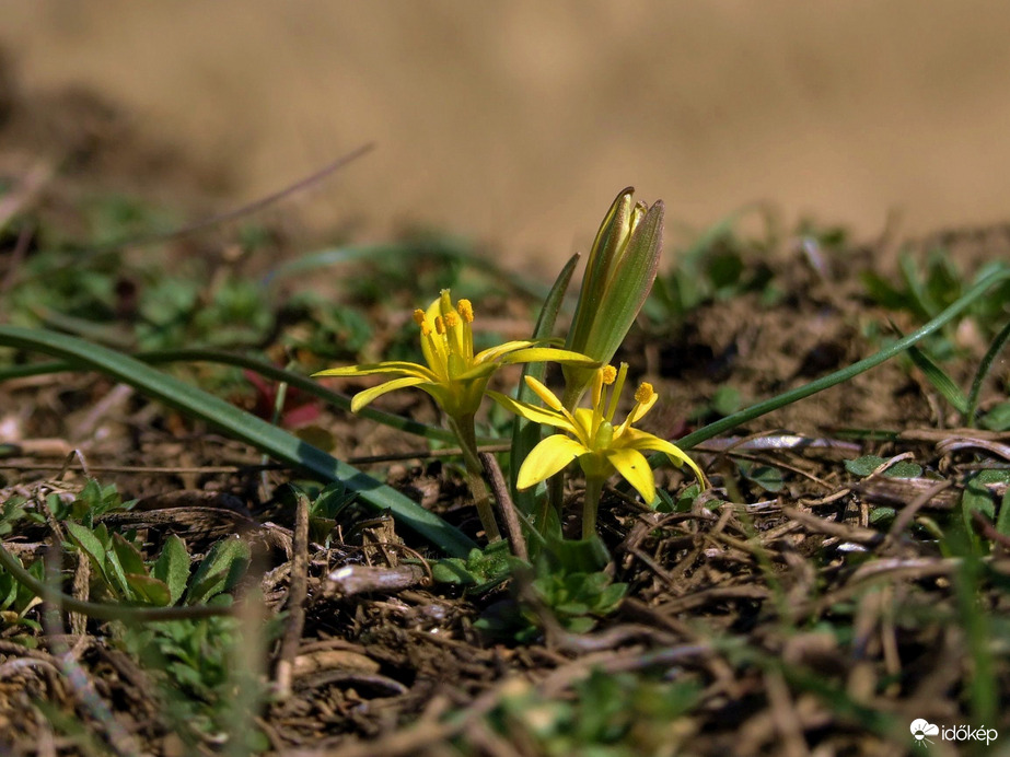 Sárga tyúktaréj a pusztában :)