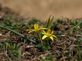 Sárga tyúktaréj a pusztában :)