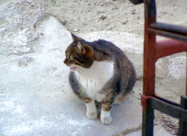 Engem senki sem visz haza? 