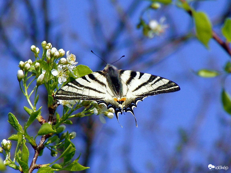 "Röpke lepke száll virágra..." :)