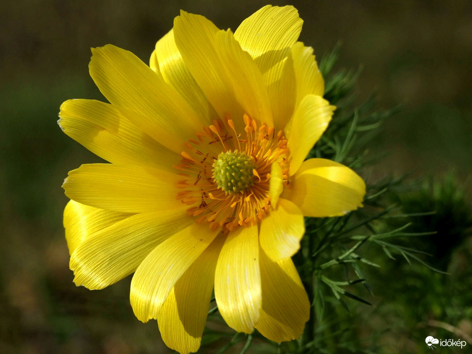 Sárga, mint a nap :)