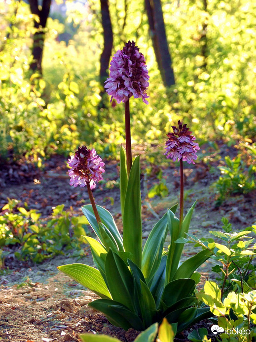 Zöld erdőben áprilisban 