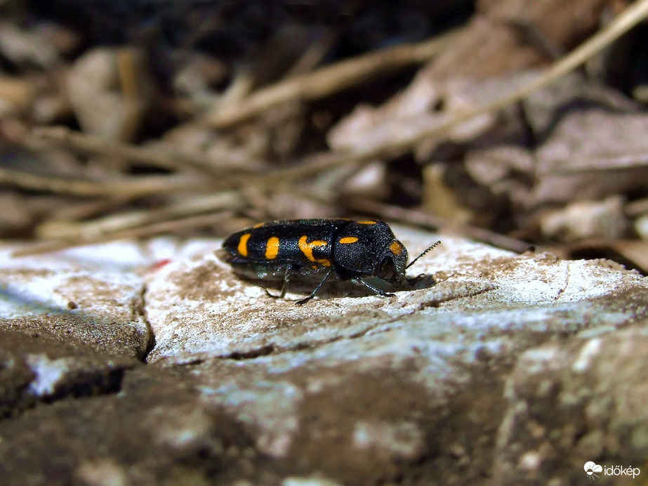 Gondolkodom, gondolkodom... :)