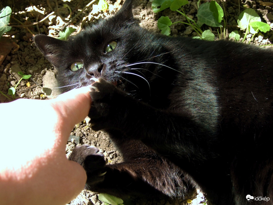 Ez itt egy bajkeverő!