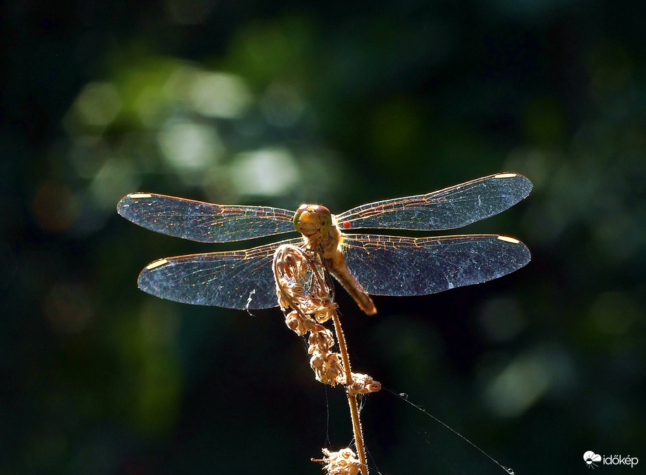 Bio-helikopter :)