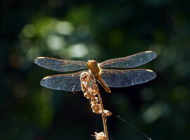 Bio-helikopter :)