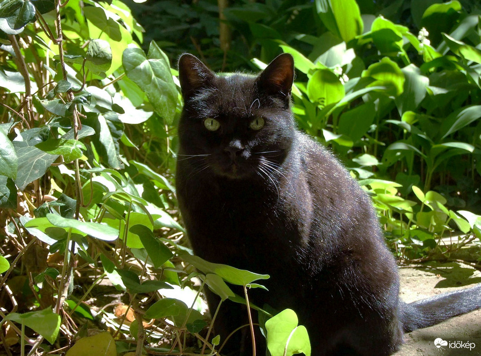 Jé, ott a gazdi! :)