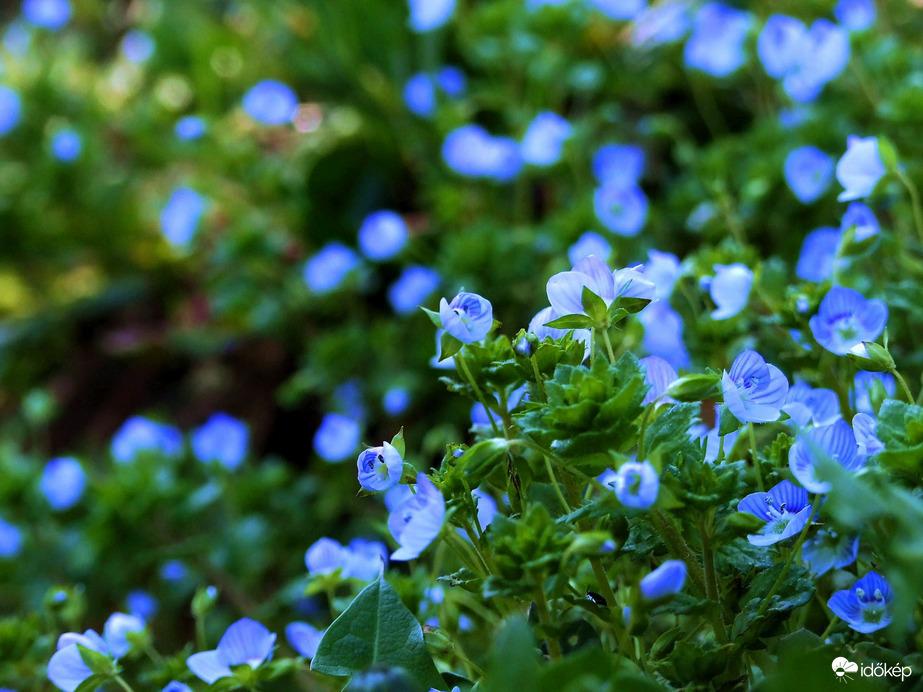 Virágzik a veronika