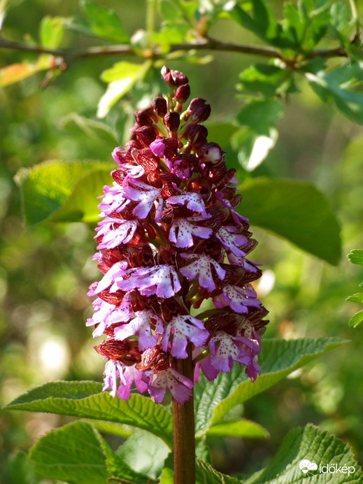 Változatok bíboros kosborra