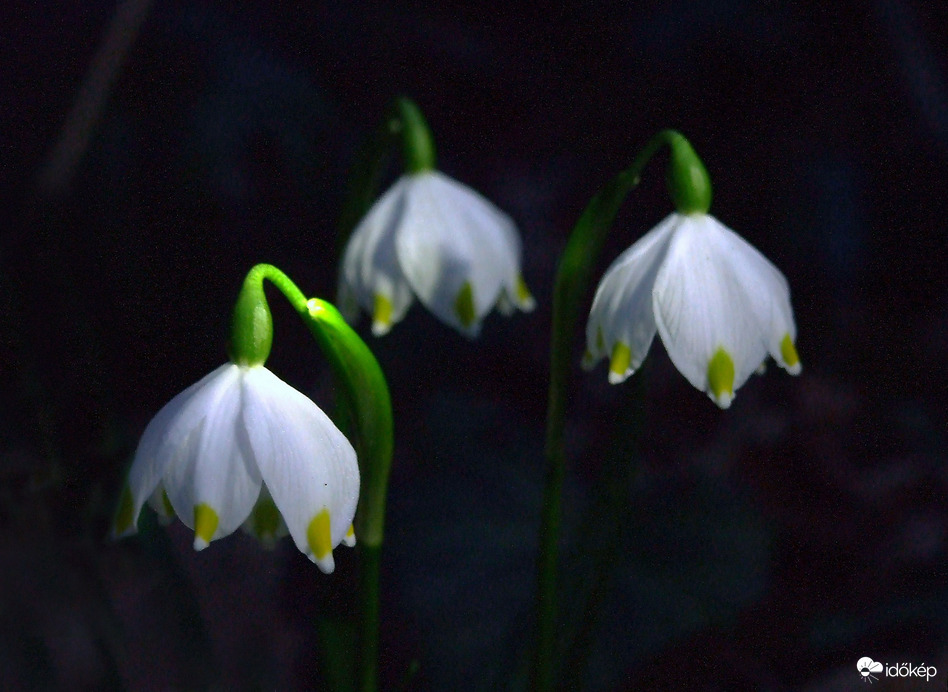 A tőzikék alszanak éjszaka? 