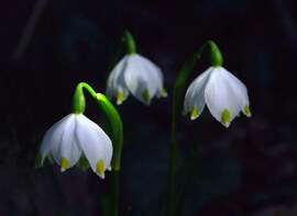 A tőzikék alszanak éjszaka? 