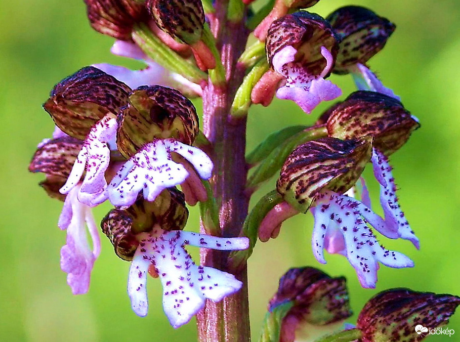 Előnyben a szőrös mellkas! :))