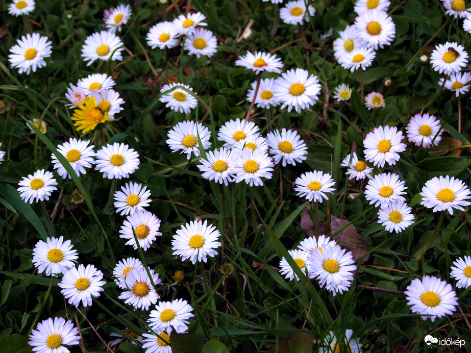 Szétszórva a fűben 