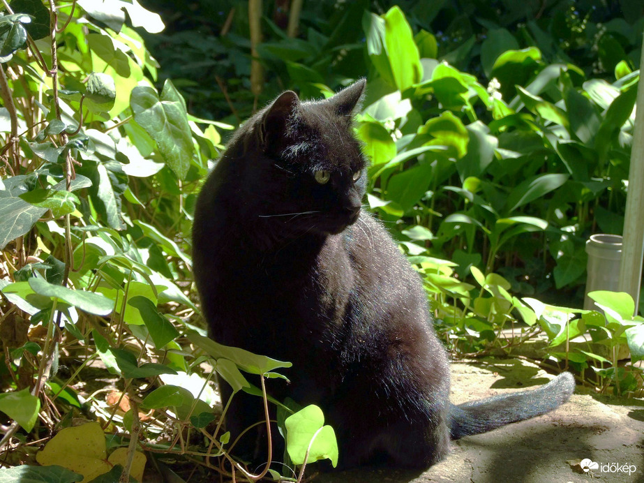 Nem vagyok ott és máris cincognak az egerek...